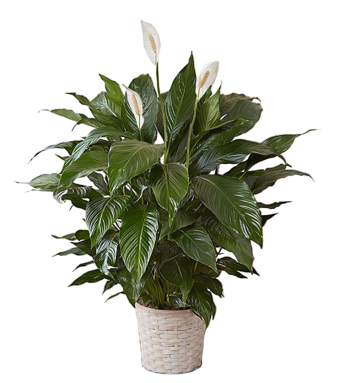 Peace Lily