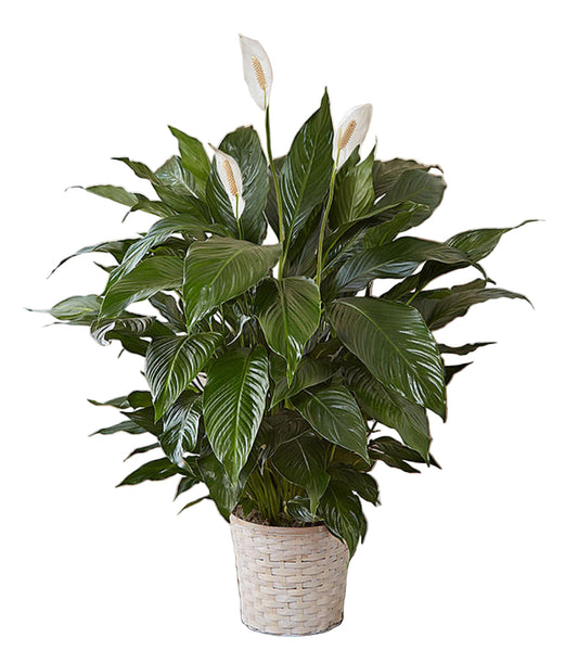 Peace Lily
